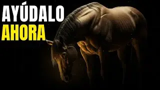 3 Señales de que Tu Caballo Está Deprimido (Y Cómo Ayudarlo)
