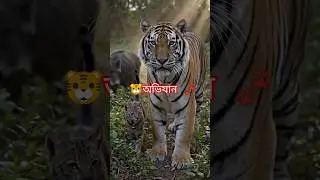 বাঘ🐯জঙ্গল #shorts #tights #forest