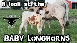 Longhorn Babies!