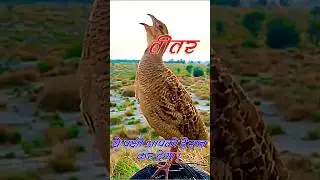 तीतर के बारे सुनकर चौंक जाएंगे आप | #cityexplore #birds #facts #birdphotography #तीतर #तीतरकीआवाज़