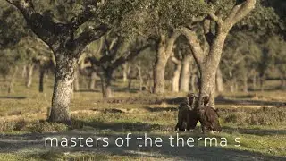 Masters of the thermals