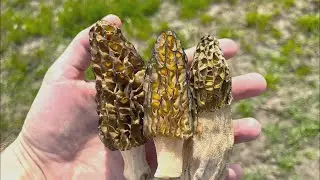 Weltraum-Pilze breiten sich rasant aus! Was passiert da bloß?