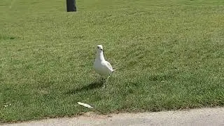 Mellard duck and Seagull