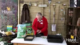How do I sow Basil seed using the heated propagator | Hayes Garden World