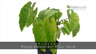 PlantHaven 360 Video - Colocasia ROYAL HAWAIIAN&reg; Maui Gold