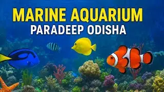 🐠🐟🐡 