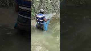 Traditional Net Trap Fishing in Village Canal 🐟