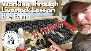 Dealing with Livestock Loss. It really stinks!!