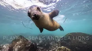 Playful Seals & Sea Lions California Sea Lion | a 1-hour Undersea Film in 8K