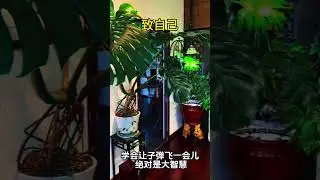 人生感悟#人生感悟 #感情 #汉字之美 #汉隶 #现实生活中的名言