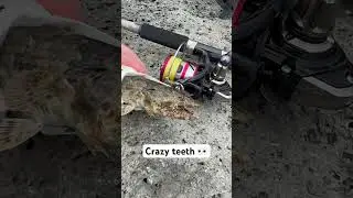 CRAZY teeth on this lizardfish 👀🙉🐠 #shorts