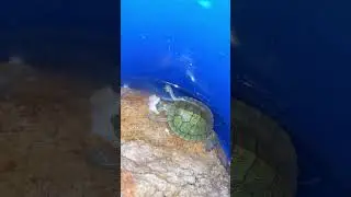 Baby Turtle Eat Biscuit ❤😋 | Turtle Boza 🐢| #babyturtle #satisfying #turtle  #petlover #turtlelover