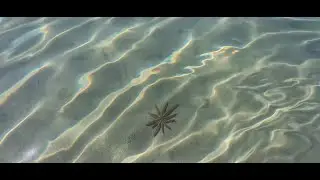 Aaj humne dekhi starfish or kari beach pr masti