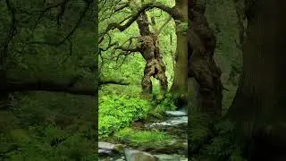 beutiful nature 🏞️🥰 #nature #beautful #new #travel #beatifulnature #beauty #stream #flowers #short