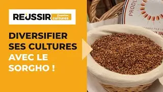Changement climatique : le sorgho pour diversifier ses cultures