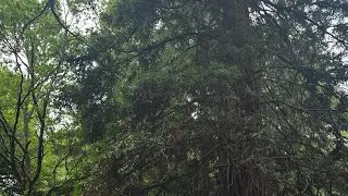 IronWolf's Inspired Tier One Combat Calisthenics Conditioning