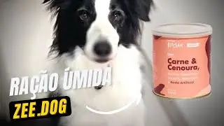 Zee.dog Kitchen &eacute; bom? | Topper ra&ccedil;&atilde;o &uacute;mida | Flash Border Collie