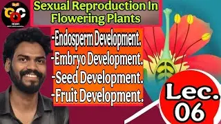 Post Fertilization Events/Endosperm/Embryo/Seed/Fruits Developments.12th/NEET/CUET. Complete #NCERT.