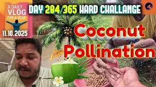 How to Do Coconut Pollination with Simple Jugaad | Easy DIY Pollination Trick | Day 284/365