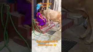 Emotional video 🥺 maa❤️ best Cow video |#shorts #maa #cow #youtube #viral#trending #video @cowsblike