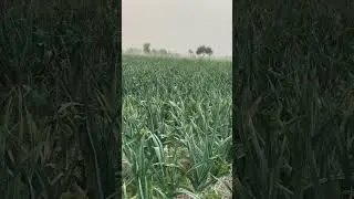 G1 Garlic wants last godhi #shortvideo #short #viralvideo #viral