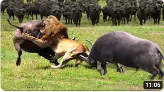 Angry Buffalo Herd Flick Lions Into Air To Rescue Impala   Lions vs Buffalo, Impala, Tiger