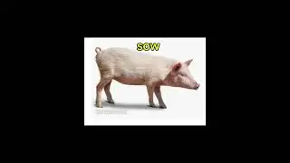 Describing the sounds different farm animals make #grammarpatterns #mrpossible