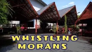 COME WITH ME TO VLOG IN THE BIGGEST HOTEL- WHISTLING MORAN 