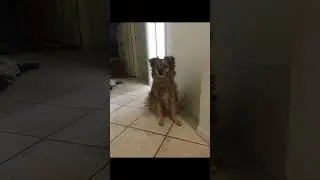 The truth h behind my dogs eyes