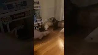 The ferrets ESCAPED!