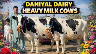 Daniyal Dairy | Heavy Milk Cow 🐄 | Fresh Dairy Farm | Best Cow for Sale