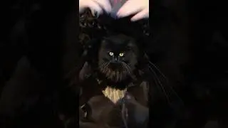 Где моя кошечка?!🐱