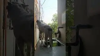 Bathing My Dog | Live Stream