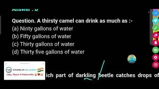 A thirsty camel can drink as much as :-