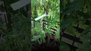 📍ИВЫ В НАЛИЧИИ