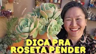 ROSETAS PENDENTES MAIS RÁPIDO