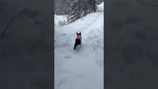 Миссия невыполнима 🐾