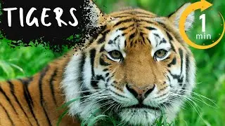 Tigers | 1 Minute Safari | Legends of the Wild, Guardians of the Forest