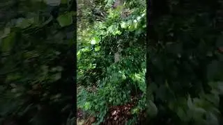 Ferocious bear