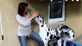 Deutsche Doggen vom Albuch Zwingeranlage