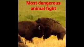 animal fight . #sad #action #animal #love #flimy #work #fight