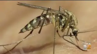 Deadly Mosquito Virus Found In The Region