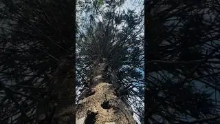 Old Monkey puzzle tree | bunya pine |
