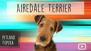 Airedale Terrier Fun Facts