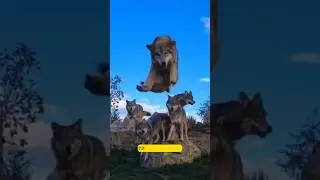 Wolves Are NOT What You Think  #shortvideo #funfacts