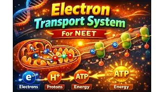 ETS Explained Simply 🔥| Where ATP is actually made! #neetbiology #neetaspirents