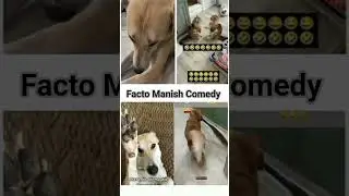 cute animals funny video trending shorts 🥰&nbsp;#funnycomedyshort&nbsp;#cuteanimalsfunnyvideos&nbsp;#funnycomedys