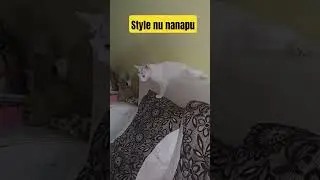 Zaara na thani style than 🤣😂 #thecattypies #cat #shorts