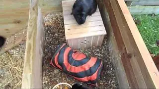 Film cavia's