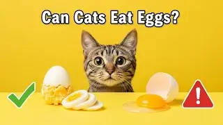 Can Cats Eat Eggs? Cooked vs Raw Eggs Explained for Cat Owners